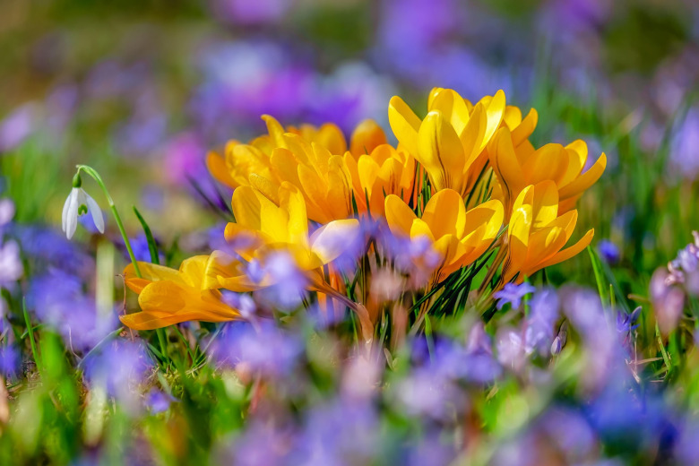 Blühende gelbe und lila Krokusse und Maiglöckchen im Frühling